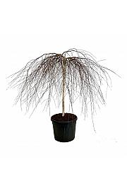 Betula pendula Youngii C90 Lit. Na steblu 120 cm extra