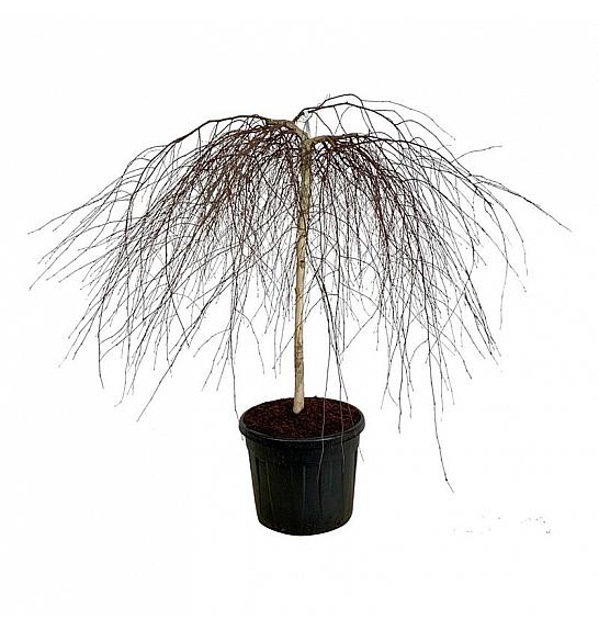 Betula pendula Youngii C90 Lit. Na steblu 120 cm extra