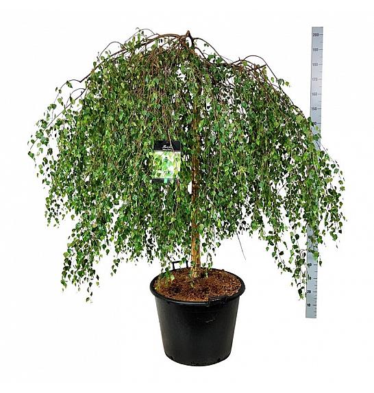 Betula pendula Youngii C90 Lit. Na steblu 120 cm extra