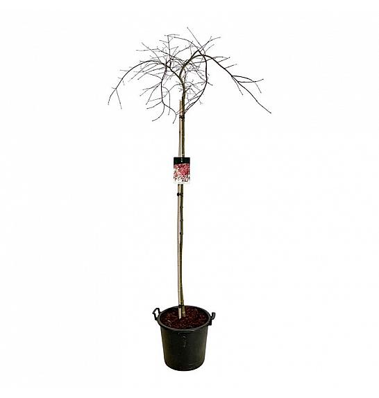 Acer palmatum dissectum Garnet C30 Lit. Na steblu 160 cm