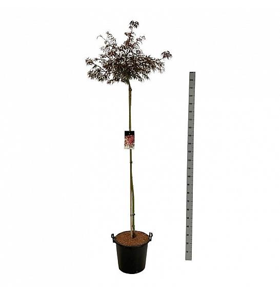 Acer palmatum dissectum Garnet C30 Lit. Na steblu 160 cm