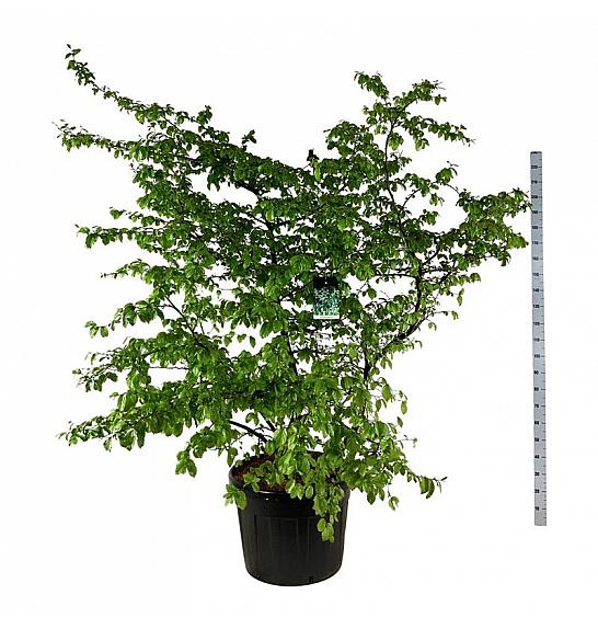 Parrotia persica C90 Lit. 200-225 cm extra