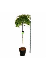 Acer palmatum dissectum C55 Lit. Na steblu 160 cm
