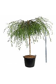 Betula pendula Youngii C130 Lit. Na steblu 180 cm extra