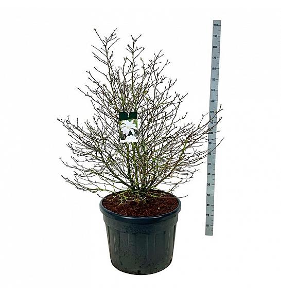 Magnolia stellata C130 Lit. 125-150 cm; Soliter