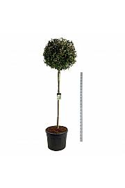 Elaeagnus ebbingei Compacta C130 Lit. Na steblu 180 cm extra