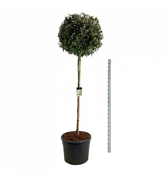 Elaeagnus ebbingei Compacta C130 Lit. Na steblu 180 cm extra