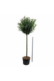 Prunus laurocerasus Caucasica C130 Lit. Na steblu 180 cm extra