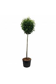 Prunus laurocerasus Genolia ® C130 Lit. Na steblu 180 cm extra