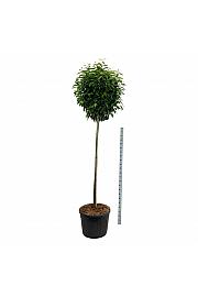 Prunus laurocerasus Genolia ® C130 Lit. Na steblu 180 cm extra