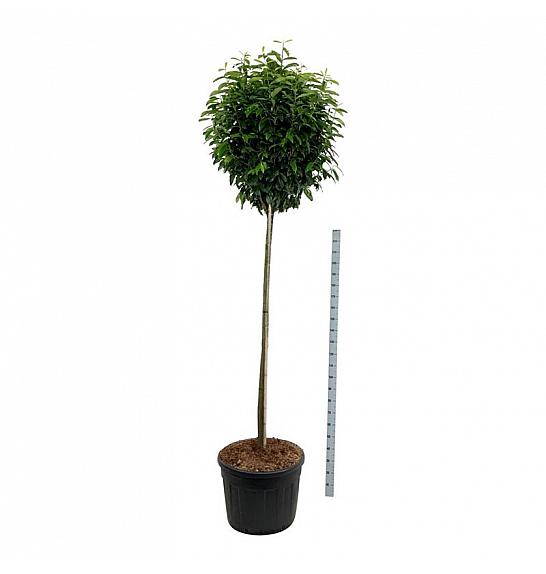 Prunus laurocerasus Genolia ® C130 Lit. Na steblu 180 cm extra