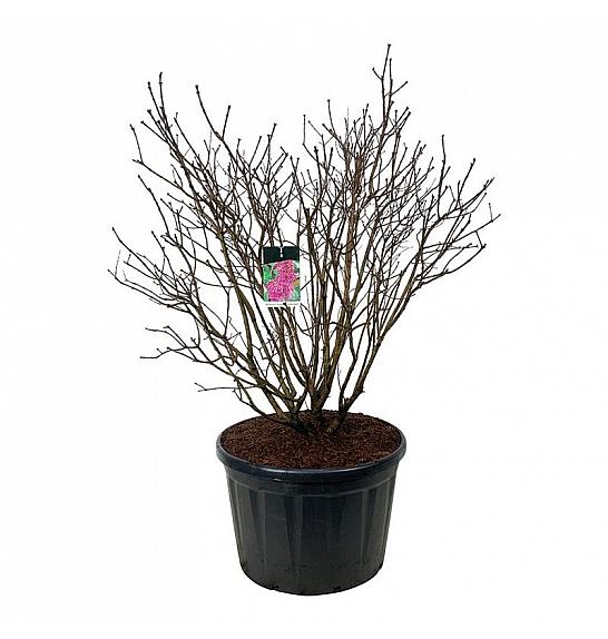 Syringa vulgaris Andenken an Ludwig Späth C230 Lit. 125-150 cm; Soliter