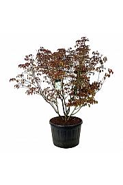 Cornus kousa Milky Way C230 Lit. 175-200 cm; Soliter