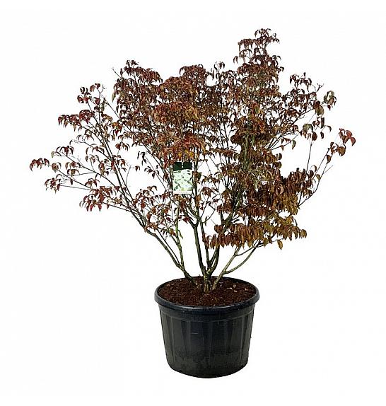 Cornus kousa Milky Way C230 Lit. 175-200 cm; Soliter