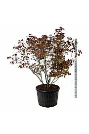 Cornus kousa Milky Way C230 Lit. 175-200 cm; Soliter