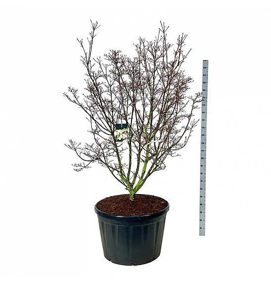 Cornus kousa Schmetterling C230 Lit. 175-200 cm; Soliter