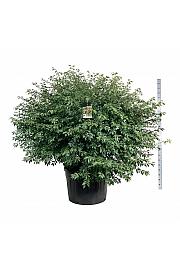 Euonymus alatus C230 Lit. 150-175 cm; Soliter