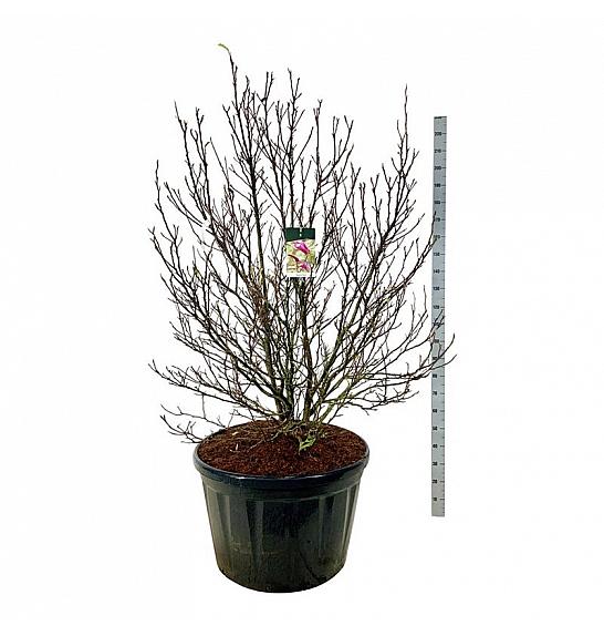 Magnolia Susan C230 Lit. 175-200 cm; Soliter