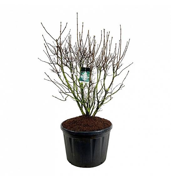 Syringa vulgaris Mme Lemoine C230 Lit. 150-175 cm; Soliter