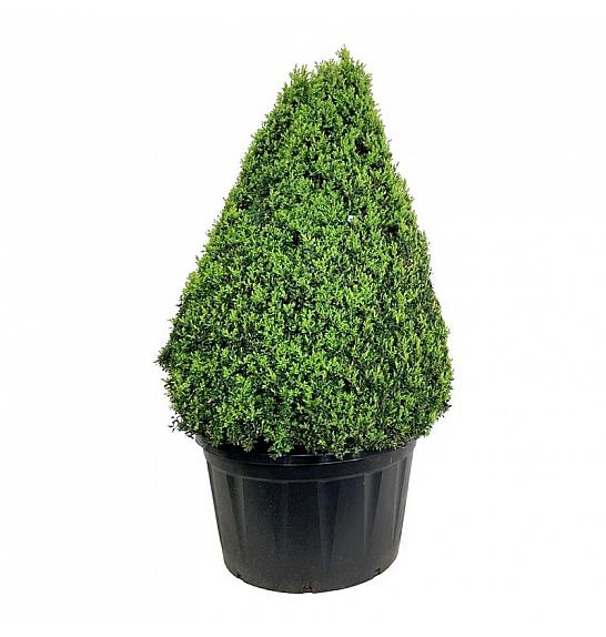 Buxus sempervirens C285 Lit. 125-150 cm; Piramida