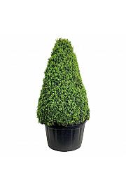 Buxus sempervirens C285 Lit. 150-175 cm; Piramida