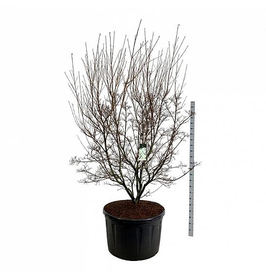 Cornus kousa Milky Way C285 Lit. 225-250 cm; Soliter