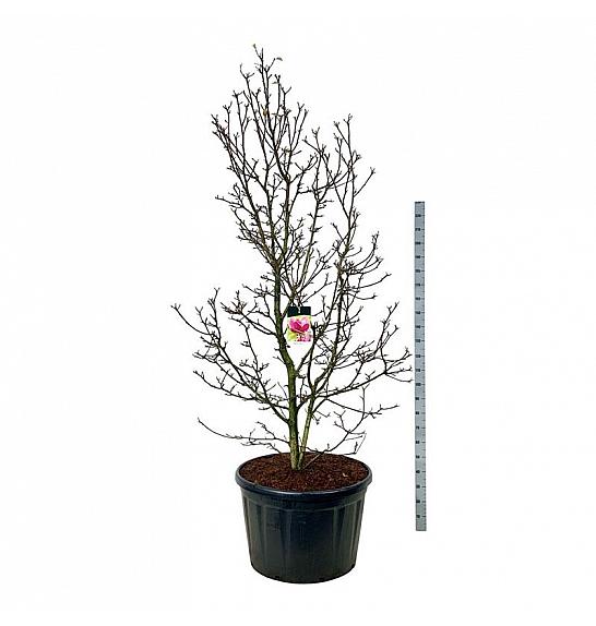 Magnolia Genie (pbr) C230 Lit. 225-250 cm; Soliter
