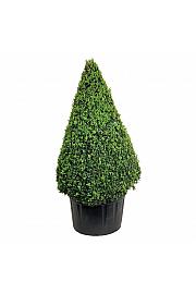 Buxus sempervirens C285 Lit. 175-200 cm; Piramida