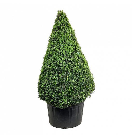 Buxus sempervirens C285 Lit. 175-200 cm; Piramida