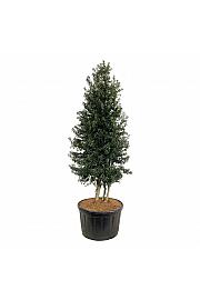 Ilex aquipernyi Dragon Lady C285 Lit. 300-350 cm; Piramida na steblu 20 cm