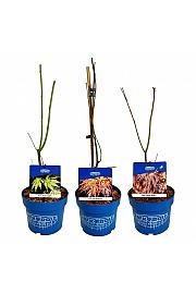 Acer JACK FROST® Mix C3 Lit. 1 CC VOZIČEK