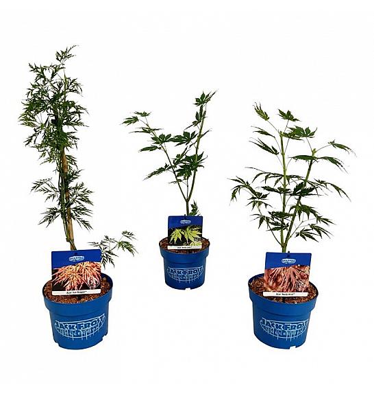 Acer JACK FROST® Mix C3 Lit. 1 CC VOZIČEK