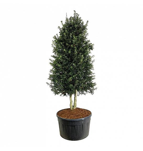 Ilex aquipernyi Dragon Lady C500 Lit. 300-350 cm; Piramida na steblu 20 cm
