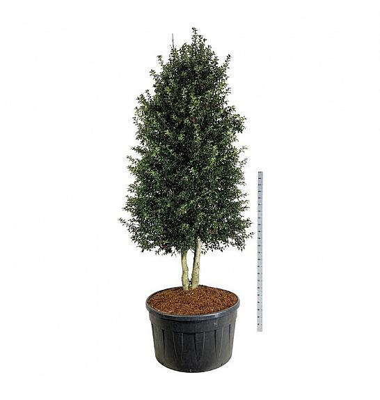 Ilex aquipernyi Dragon Lady C500 Lit. 300-350 cm; Piramida na steblu 20 cm