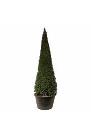 Taxus baccata C500 Lit. 300-350 cm; Piramida