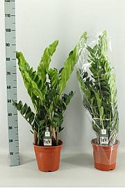 ZAMIOCULCAS; Ø21