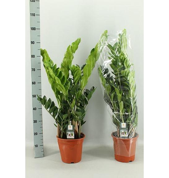 ZAMIOCULCAS; Ø21
