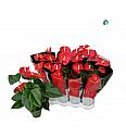 Anthurium andr Red.; Ø14 cm