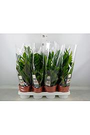 ZAMIOCULCAS; Ø14 cm