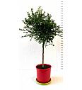 Citrus australasica Caviale Ø 22  Na steblu 40 cm