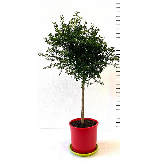 Citrus australasica Caviale Ø 22  Na steblu 40 cm