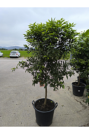 Citrus reticulata Mandarina Ø 50 Na steblu 60 cm