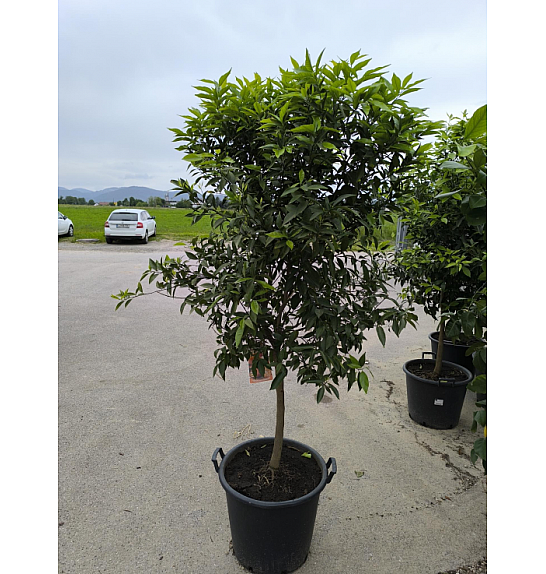 Citrus reticulata Mandarina Ø 50 Na steblu 60 cm