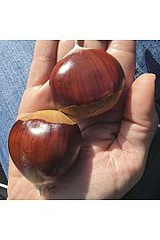Castanea sativa Marsol C7,5 Lit. 160-180 cm
