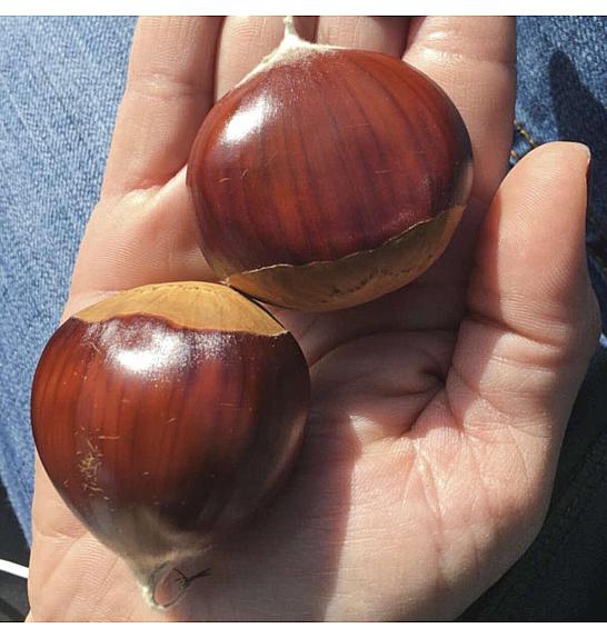 Castanea sativa Marsol C7,5 Lit. 160-180 cm