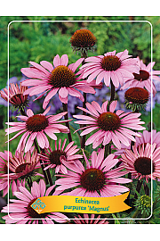 Echinacea purpurea Magnus Ø11