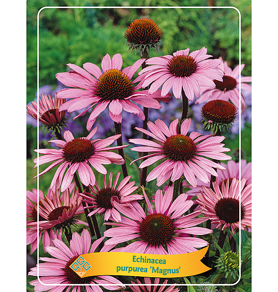 Echinacea purpurea Magnus Ø11