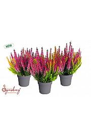 Calluna Beauty Ladies Symphony Ø 12