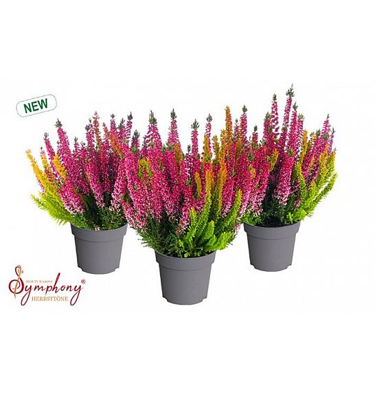 Calluna Beauty Ladies Symphony Ø 12