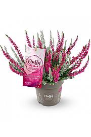 Calluna Garden Girls Fluffy Kiss Ø 11